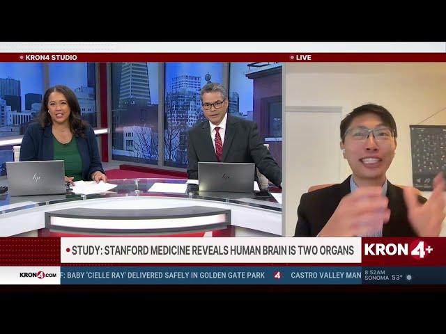 Stanford Medicine reveals human brain is two organs
