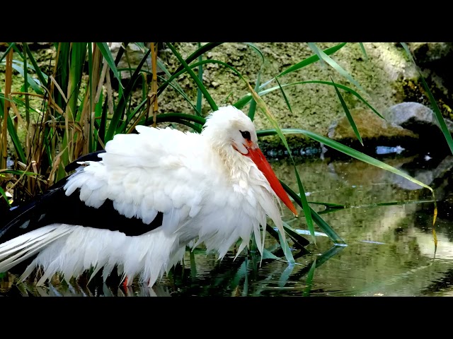 [12k Full HD ] Natural History Videos