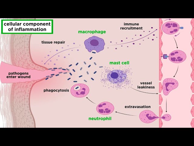 The Inflammatory Response