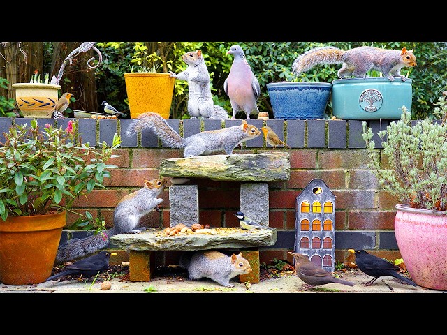 🔴 CAT TV 24/7 🕊️ Birds & Squirrels Find Food by the Wall 🐿️ Videos for cats to watch 4K HDR