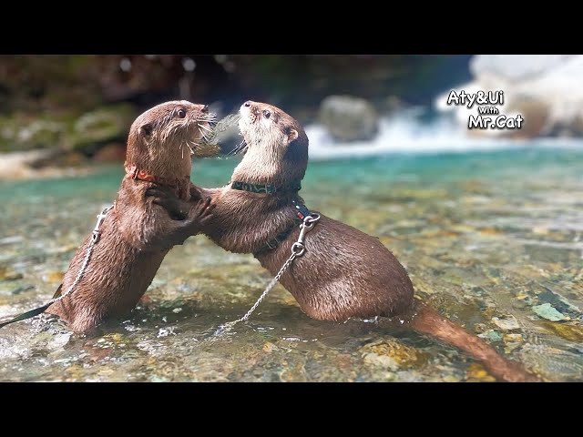 Travel to the River Where Otters Once Lived [Otter Life Day 883]