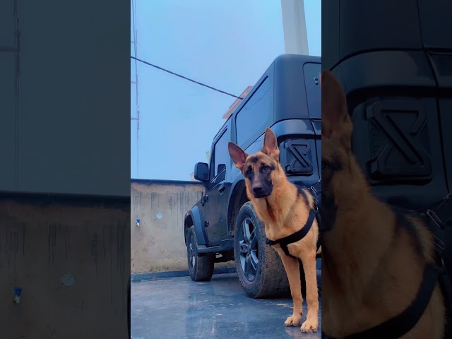 Virtual reality Max #emotional #germanshepherd