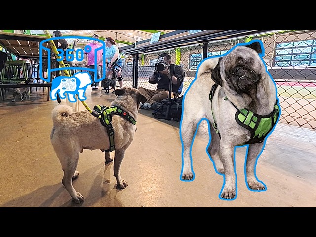 Sam AKA "Monkey": 🐾 Interactive 360° Shelter Photo Shoot | DFW Pug Rescue