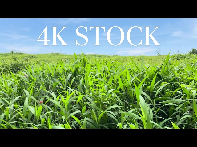 Vibrant Green Grass Field in Nature | Royalty free stock video footage - No copyright | 4K