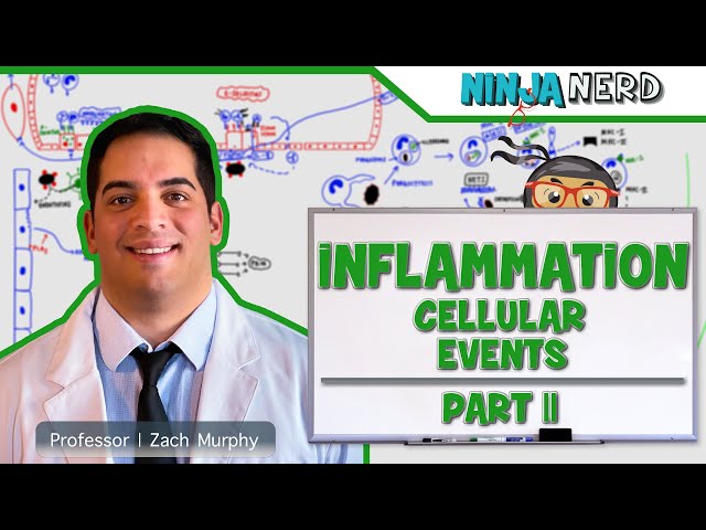 Immunology | Inflammation: Cellular Events: Part 2