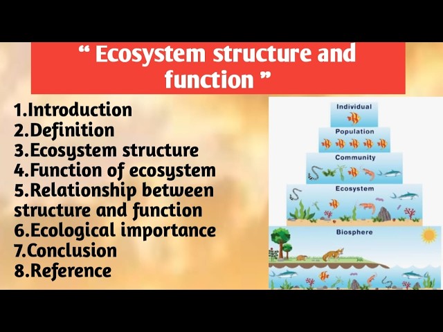 Ecosystem structure and function | Relationship between structure and function | Importance