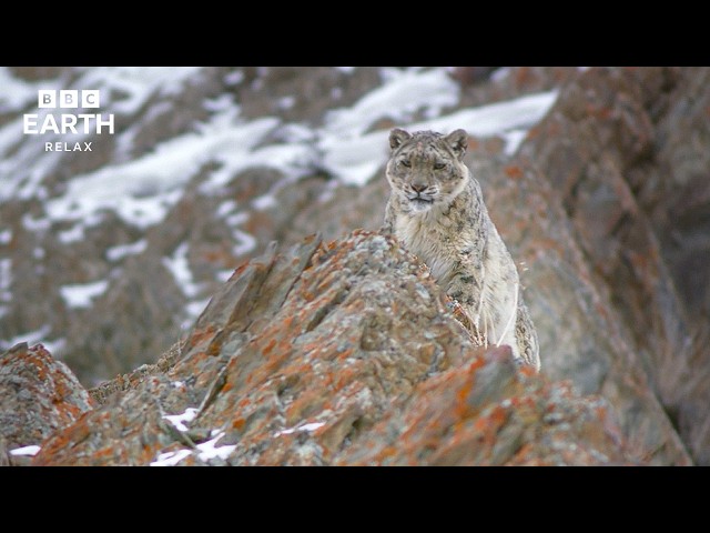 Wildlife Above The Clouds | Life In The World’s Great Mountains | BBC Earth Relax