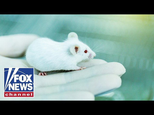 ETHICS CONCERNS: Stanford researchers spark concern after transplanting human brain tissue to mice