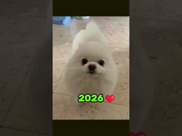 The Most Legendary Dog Memes Then vs Now 🥺💔