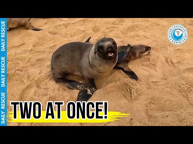 High-Risk Rescue: Catching Two Trapped Seals at the Same Time