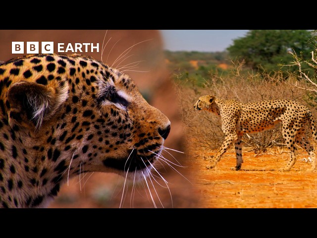 Extraordinary Big Cat Moments | BBC Earth