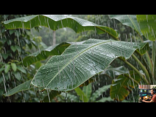 99% Instantly Deep Sleep With Rain Sounds | 1 Hour Tropical Forest Rain for Insomnia Relief