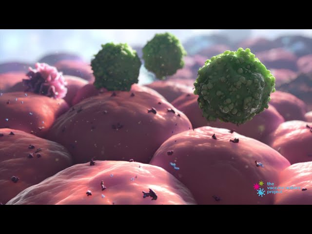The Innate and Adaptive Immune Systems - Vaccine Makers Project