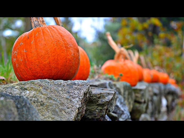 "Autumn Nature Scenery Morning Sunrise" Beautiful Peaceful Relaxing Hymns arranged by Tim Janis