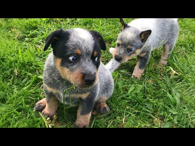 You’ll Be Crying With Laughter Watching These  Angry Puppies 🤣 FUNNY PUPPY Videos