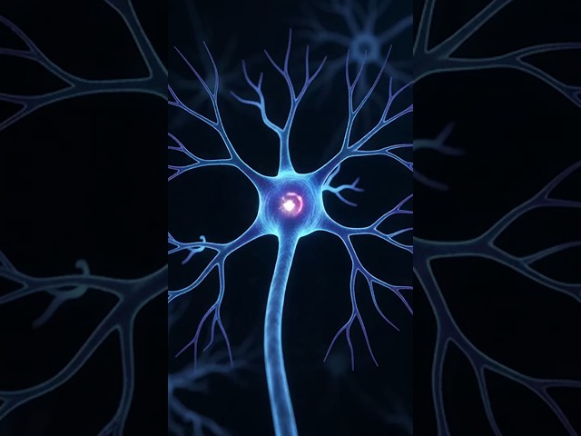 What Happens Inside a Neuron?