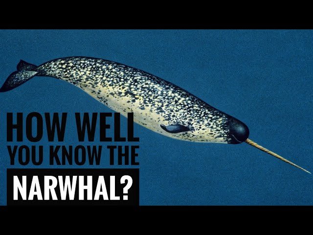 Narwhal || Description, Characteristics and Facts!