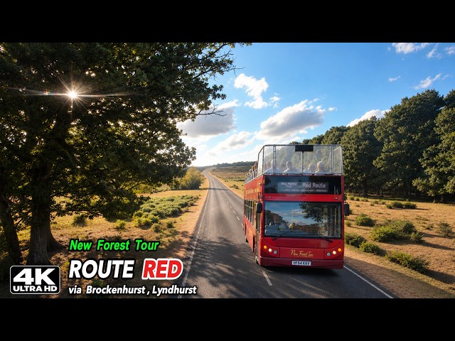 The New Forest Like You've Never Seen It | Open-Top Bus Journey | 4K