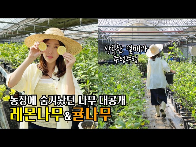 [Interior Plant Fruit Tree Group Buy] Massive Special Sale: Lemon and Tangerine Trees Loaded with...