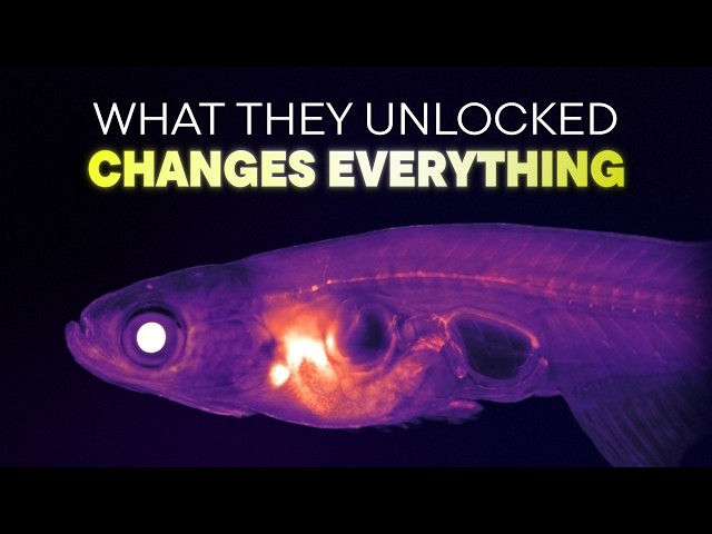 What if you could see EVERY single cell in a living animal?
