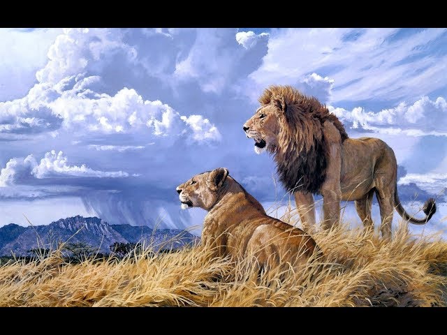 Lion HD - Lion Hunt - BBC Documentary