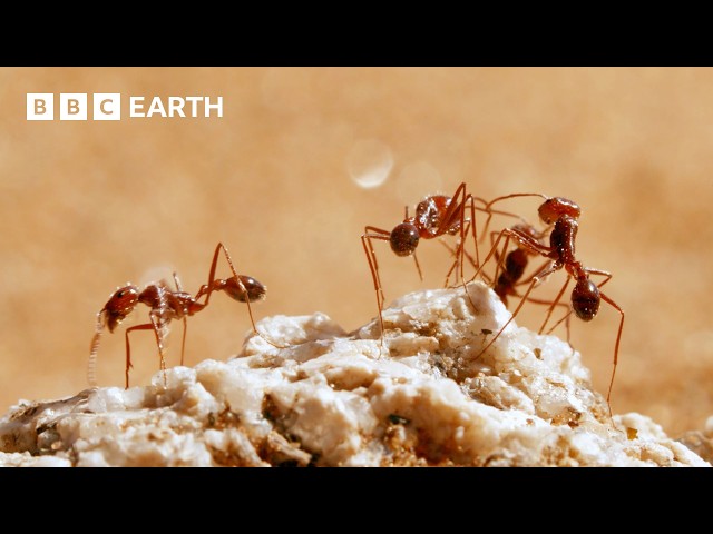 The Secret Behaviours of Animal Packs | BBC Earth