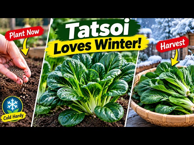 Plant This Japanese Vegetable for Winter! Tatsoi Loves the Cold