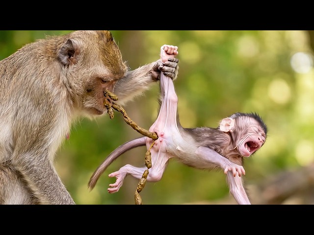 🔴 LIVE : Cute Newborn Baby Monkey Learning to Explore the Wild