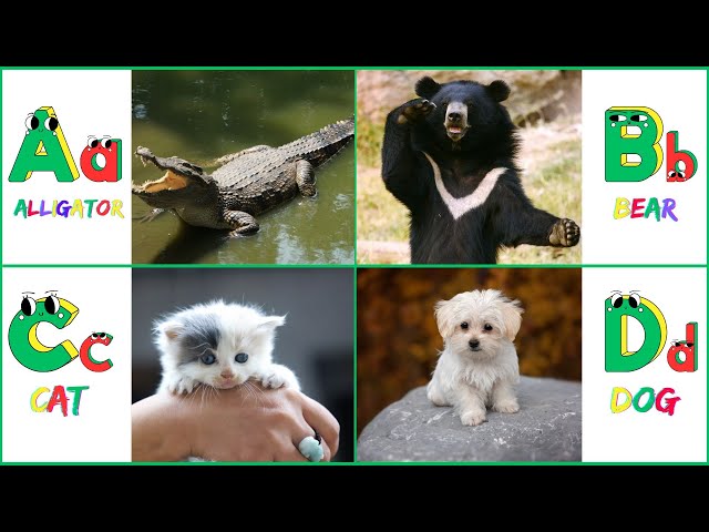Children's ABC Learning Video | ABC Phonics Song  A for Alligator🐊