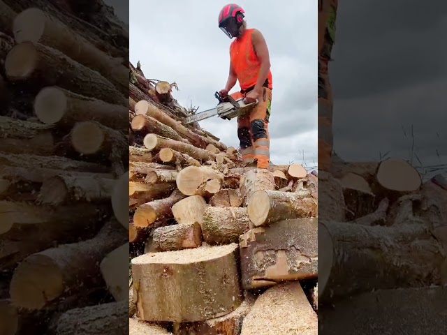 Chainsaw Stihl Firewood