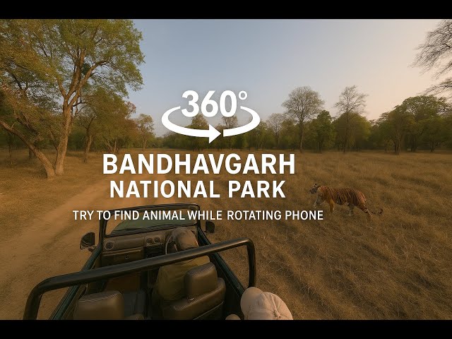 Can YOU Spot Them All? A 360° Bandhavgarh Wildlife Challenge! #wildlife #nature