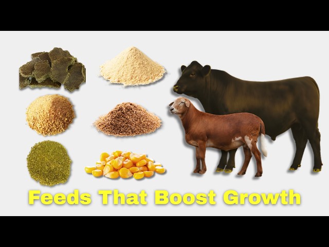 Every Concentrate Feed Explained in 9 Minutes