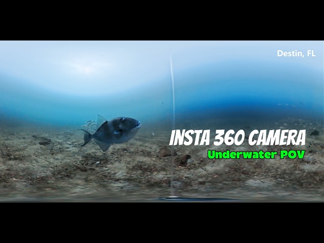 360° Underwater View! 🎣 Grouper, Amberjack Hardbottom #360Video #GrouperFishing #SaltwaterFishing
