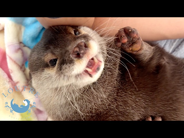 A New Otter Just Joined Our Family!
