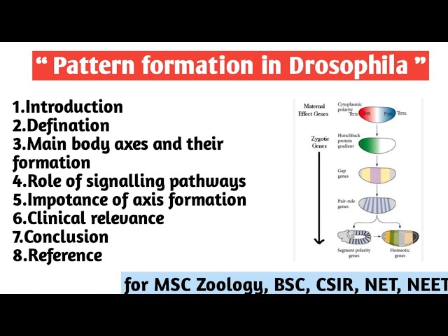 Pattern formation in drosophila | Main body axes | Role of Signaling pathway | Importance