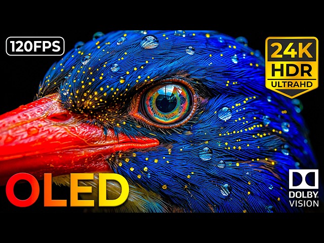 The Purest Wildlife Clarity: 24K HDR 120FPS Dolby Vision OLED Test (8K/4K Video)