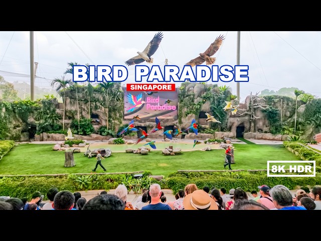 🦜 Day at Bird Paradise Singapore! Full Walkthrough Tour & Shows Guide