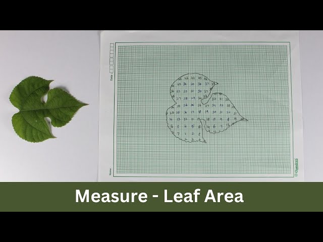 Measure - Leaf Area | TAC Video | ThinkTac