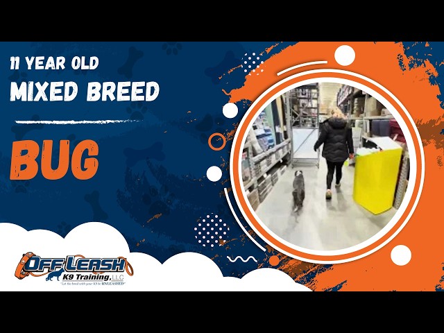 Bug | 11 Year Old Mixed Breed | Off Leash Mixed Breed Training, Georgia