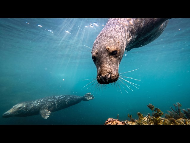 This Seal Came Right Up to My Face While Swimming!