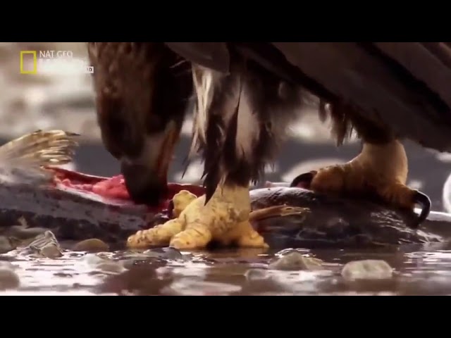 National Geographic Documentary   American Eagle   BBC Wildlife Animal