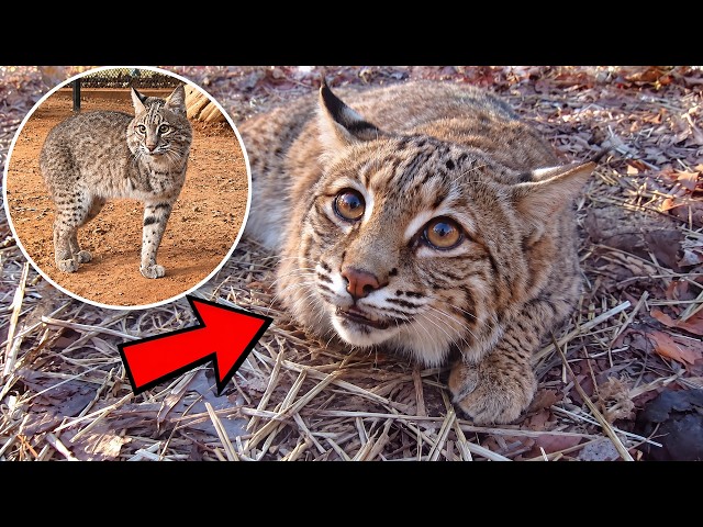 This Bobcat Has Only Three Legs… But then Trail Camera Caught Something Unbelievable