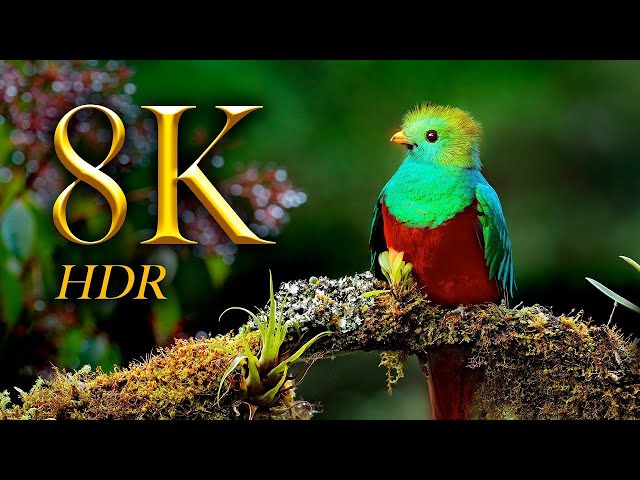 Amazing Bird Collection 8K HDR 60FPS