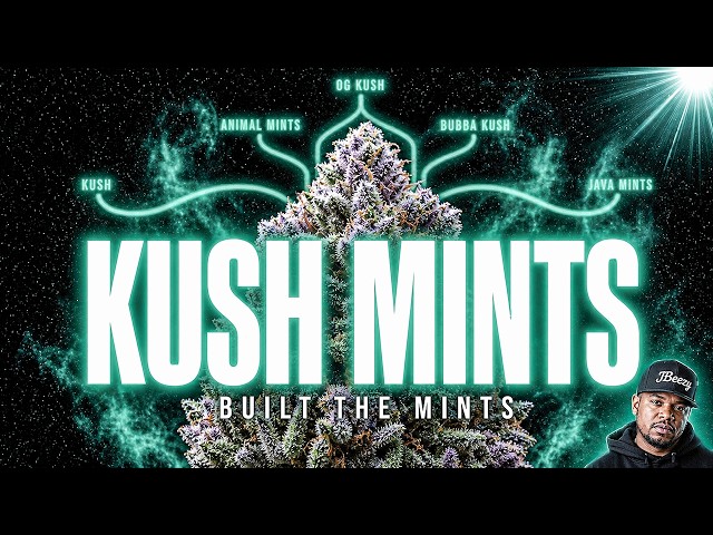 Kush Mints: The Strain That Built The Mints Family