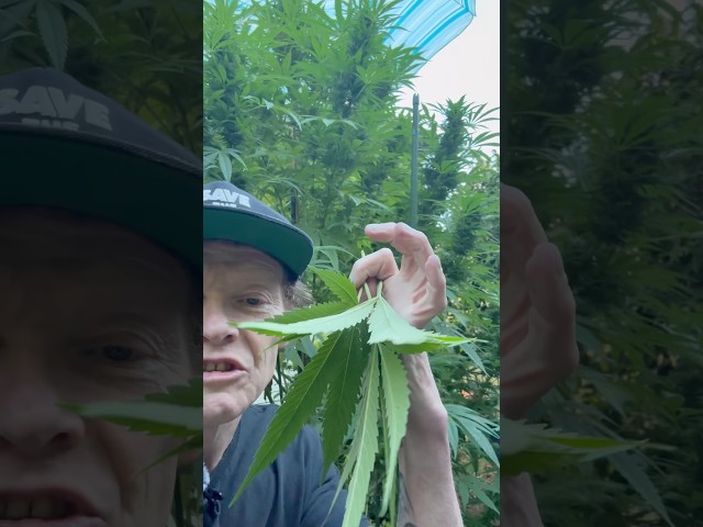 How to Defoliate Cannabis Before Harvest — The Week 7 Trim