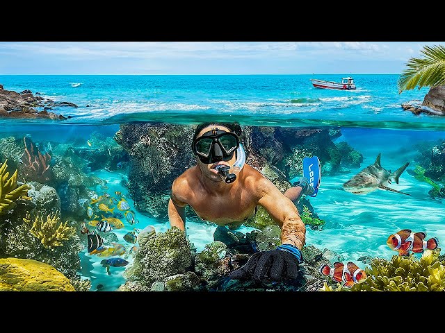 Diving a SECRET REEF in South Florida