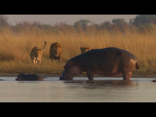 Lion took Hippo Baby Mother Hippo Angry