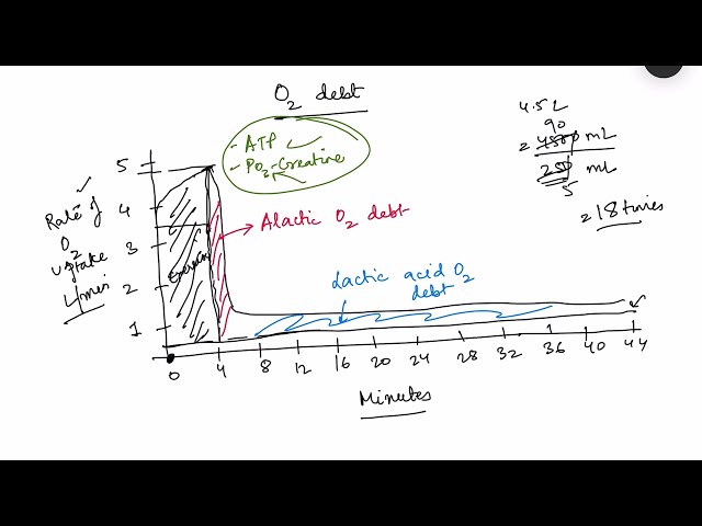 Exercise physiology - Part 1,  oxygen debt, muscle metabolism | MBBS 1st year