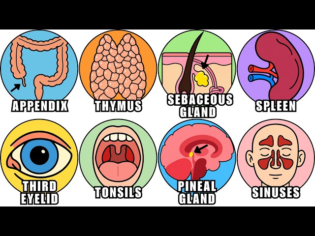 10 Organs Doctors Call Useless Are Guarding Your Immune System