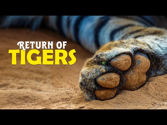 Return of Tigers in Sariska Tiger Reserve
